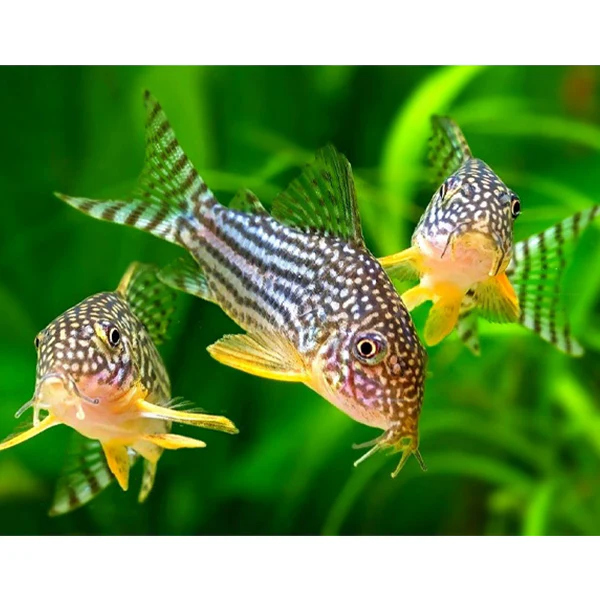 CORYDORAS STERBAI (Corydoras sterbai)