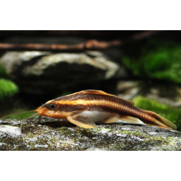 ΓΑΤΟΨΑΡΟ RAPHAEL(Platydoras costatus)
