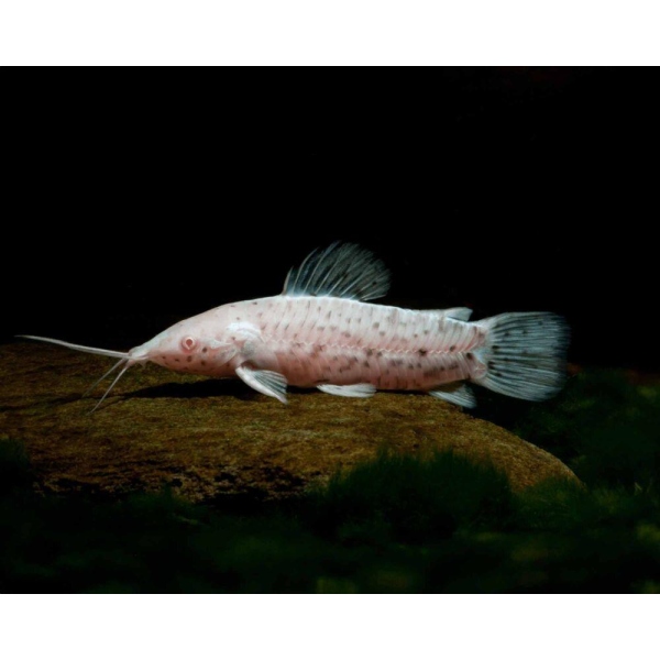HOPLOSTERNUM THORACATUM