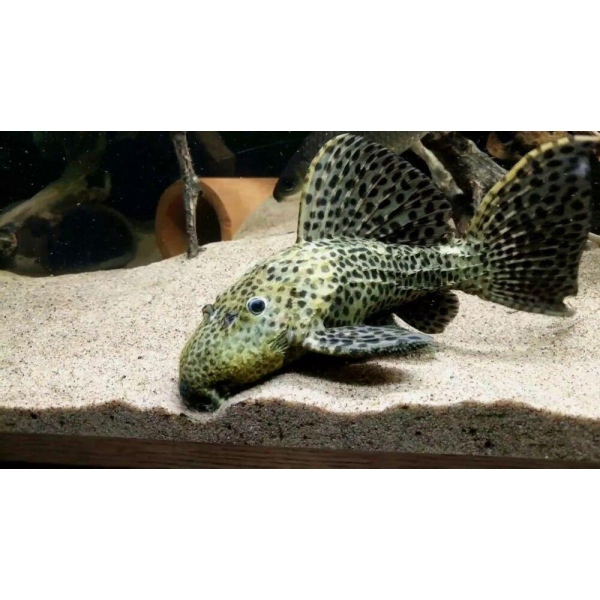SPINY PLECO L 96 35CM