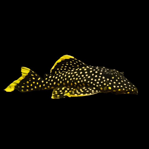 PLECO L18 GOLD NUGGET 12CM (Baryancistrus xanthellus)