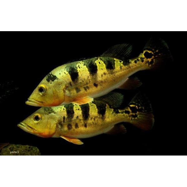 CICHLA SP. 12-15CM
