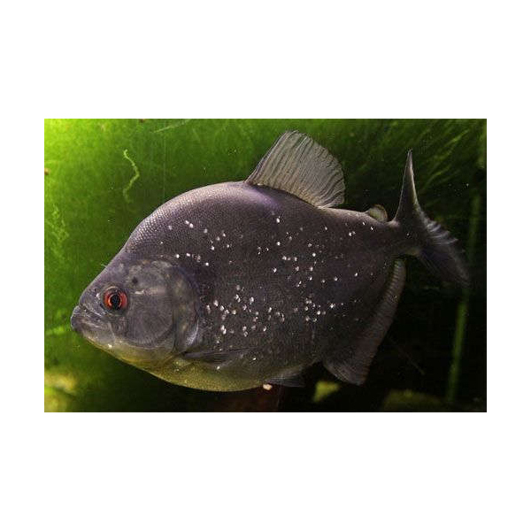 Sarrasalmus Rhombeus 25CM