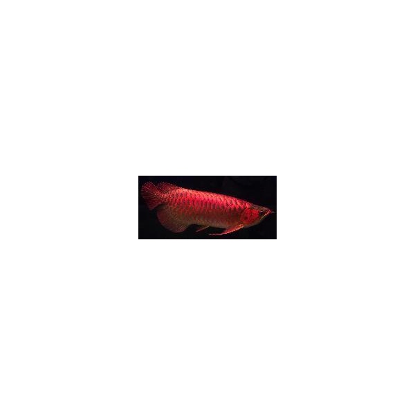 SUPER RED arrowana 20CM