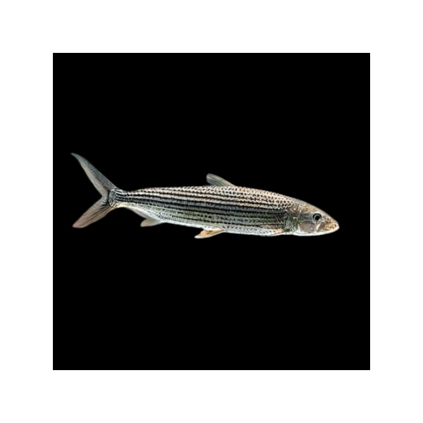 AFRICAN TIGER FISH (hydrocynus goliath)