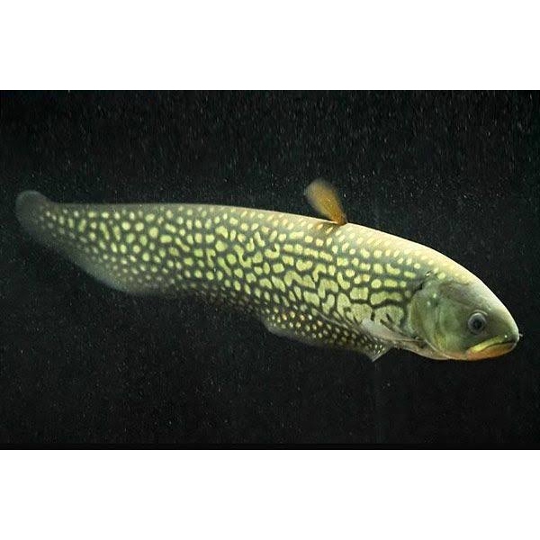 PAPYROCRANUS AFER 15 CM