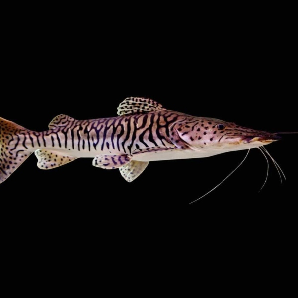 TIGER SOVELNOSE 30 cm (pseudoplatistoma fasciatum)