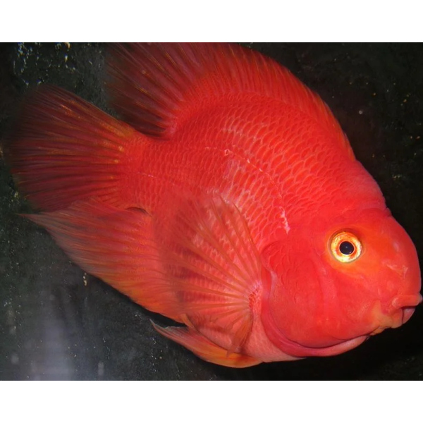 SUPER RED  PARROT FISH (A grade) 8CM