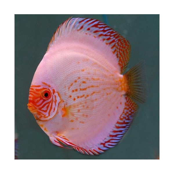 WHITE BUTTERFLY 12CM  (Symphysodon discus)