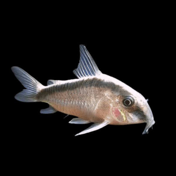 Corydoras arcuatus