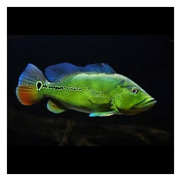 Cichla sp. Xingu bred 7-9CM