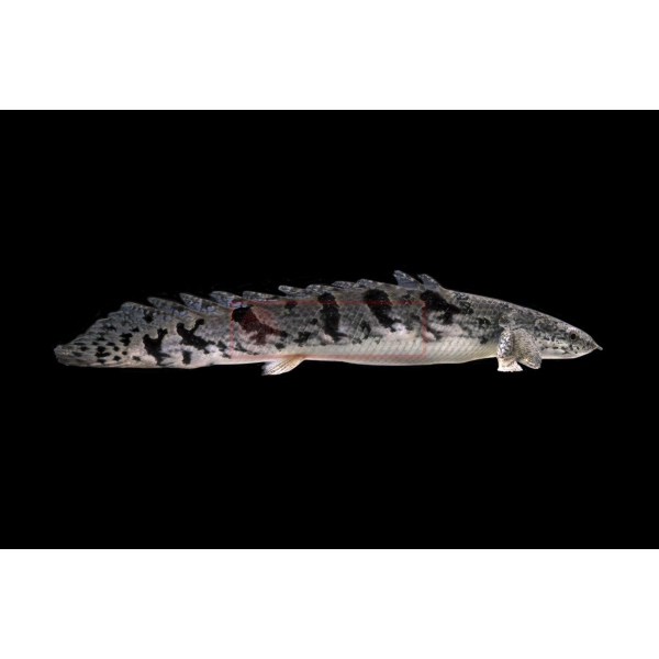 Polypterus delhezi 12CM