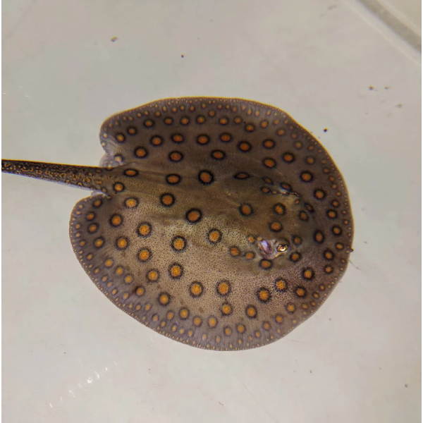 Potamotrygon motoro 15CM