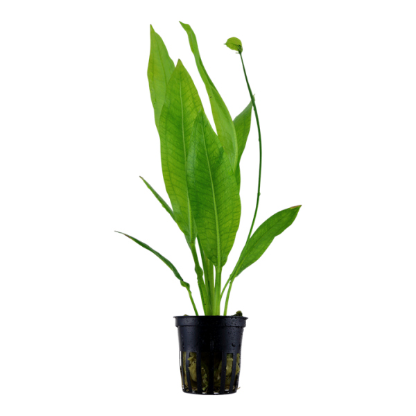 TROPICA ECHINODORUS BLEHERAE
