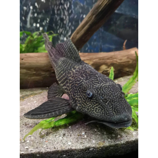 Hypostomus plecostomus 4-5CM