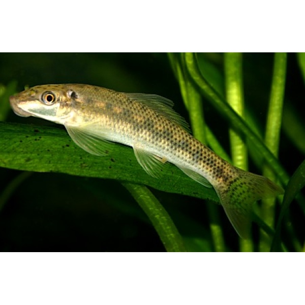 GYRINOCHEILUS AYMONIERI 4-5CM