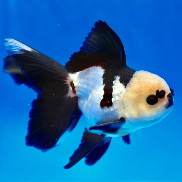 PANDA GOLDFISH 8-10CM