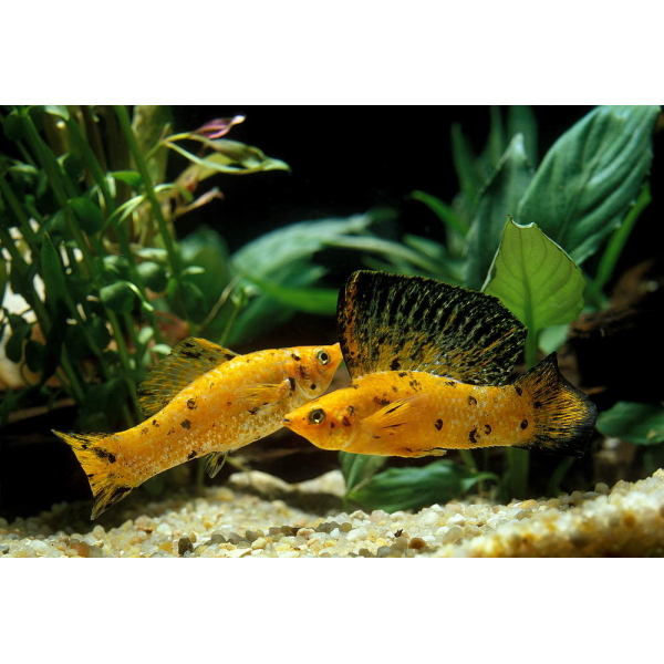 Sailfin Molly MIX - male 6-7CM