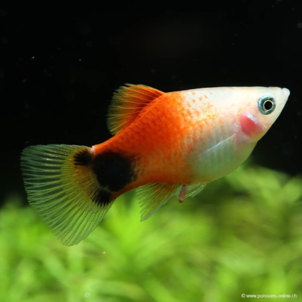 Xiphophorus maculatus Mickey Mouse L
